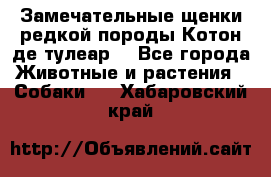 Замечательные щенки редкой породы Котон де тулеар  - Все города Животные и растения » Собаки   . Хабаровский край